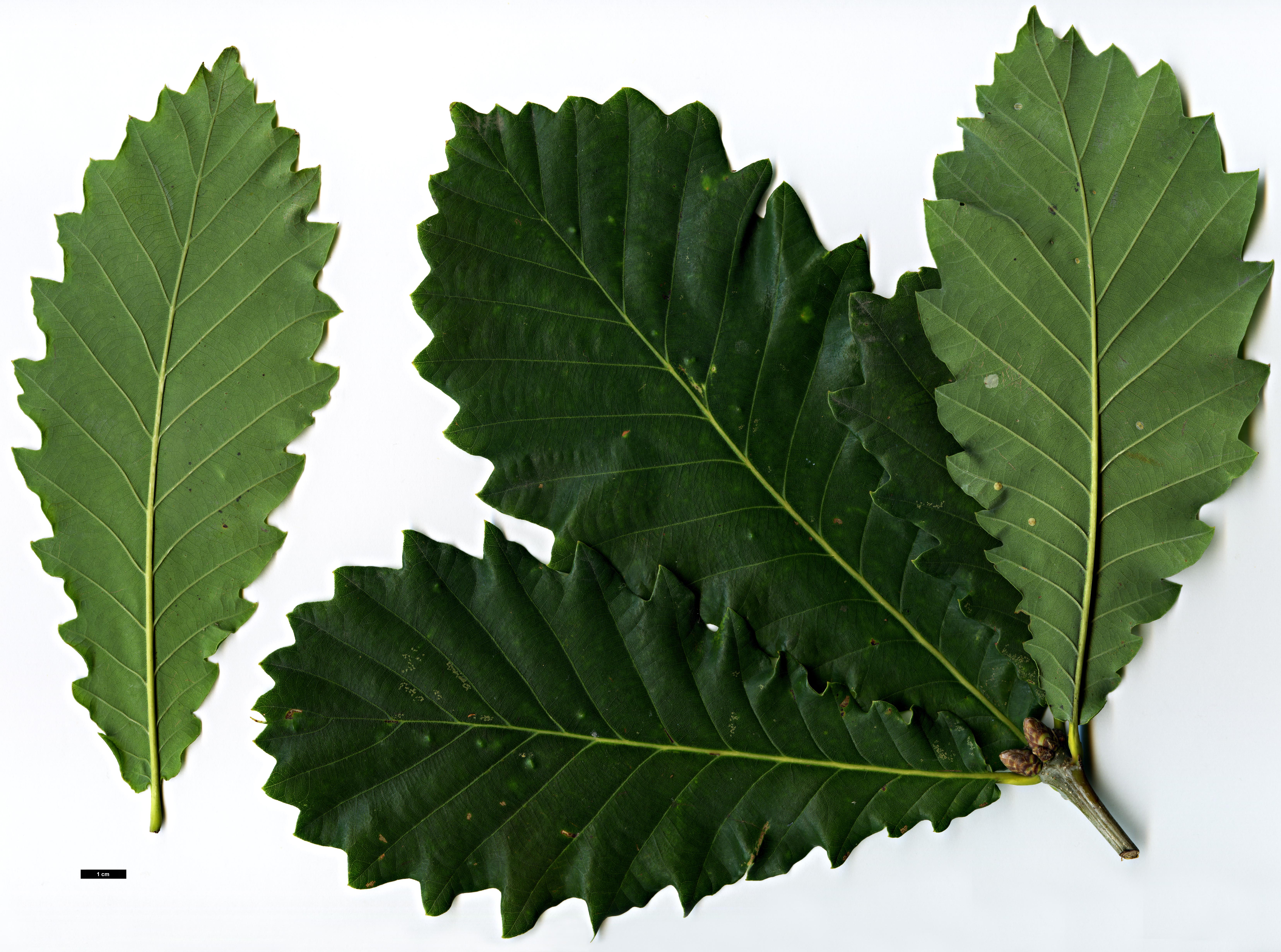 High resolution image: Family: Fagaceae - Genus: Quercus - Taxon: ×hickelii (Q.pontica × Q.robur)